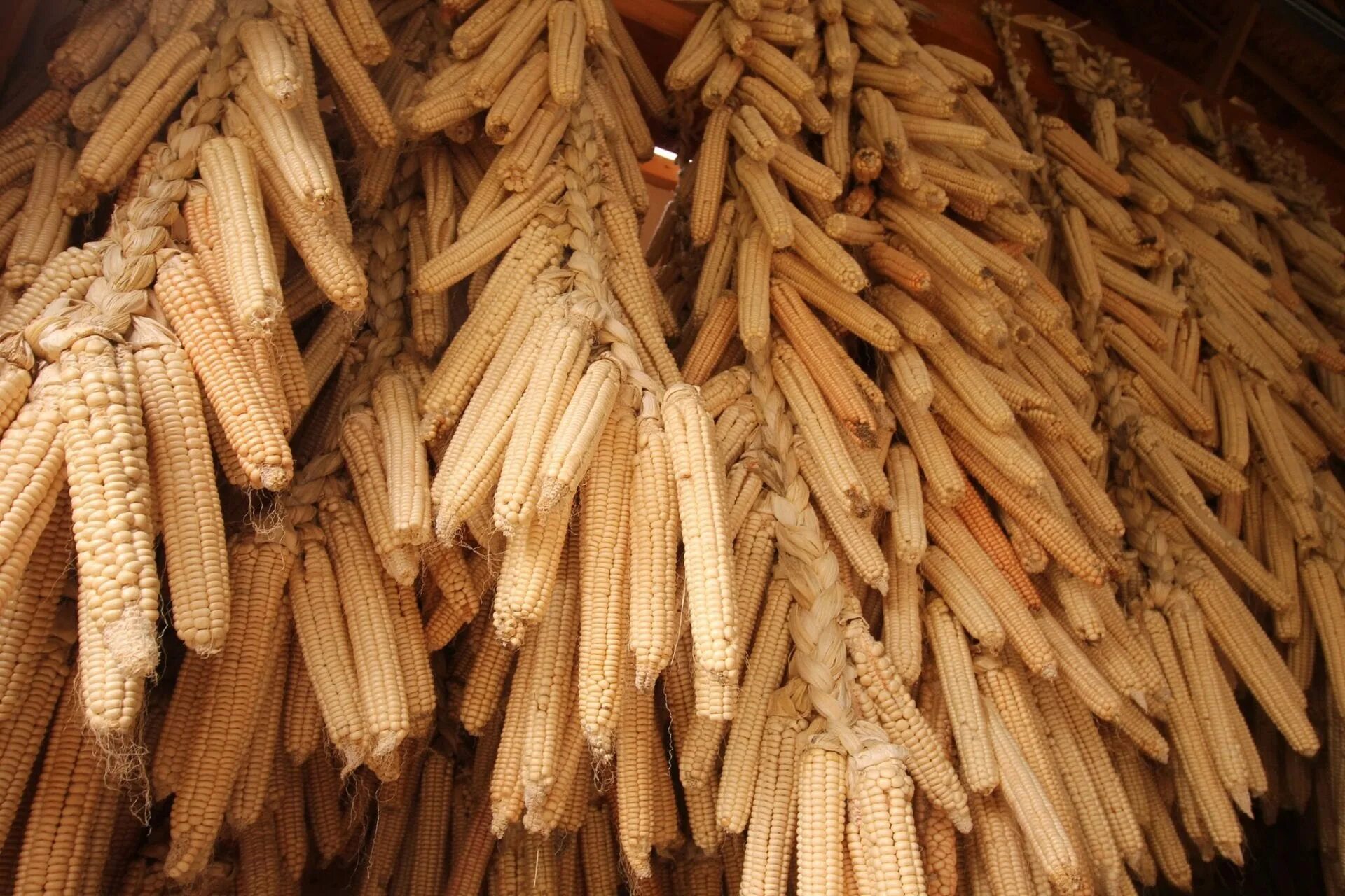 Кон корне. Iroquois Corn. Corn Braids.