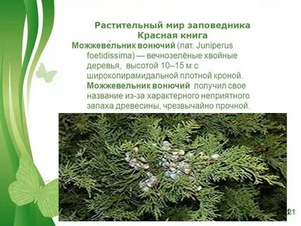 Хвойное вечнозеленое растение занесенное в красную книгу