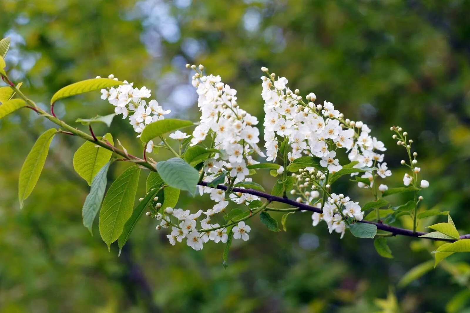 Описание. Черёмуха. К чему снится черемуха с ягодами. Есть черемуху во сне. Черемуха колората фото.