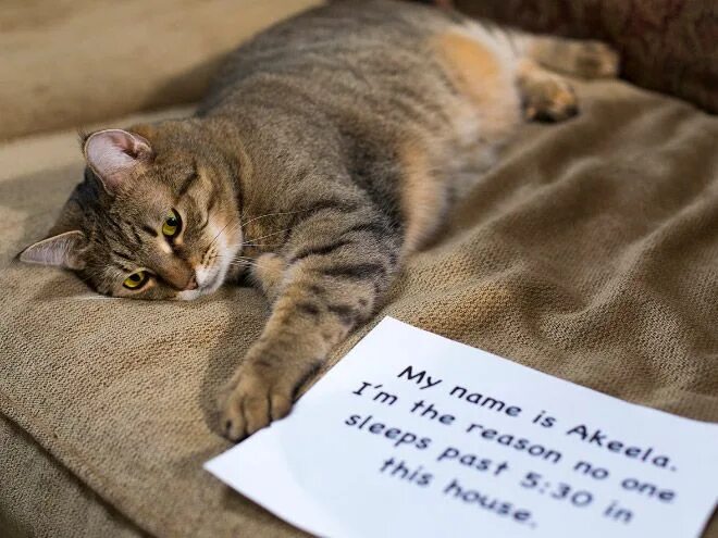 Жалюзи и животные. Кот шредингера мем. Cat is here. Кот шрёдингера. Where is my cat.