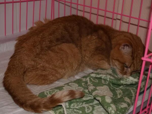 Почки у собаки расположение. Почечная недостаточность у кошек симптомы. У кота отказали почки. У кота отказали почки. Кошка.