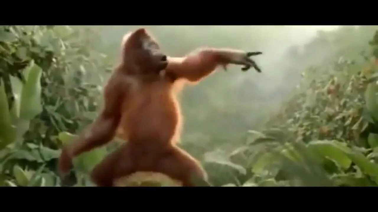 Танцующая обезьяна. Обезьяна танцует. Шимпанзе танцует. Обезьяна пляшет.