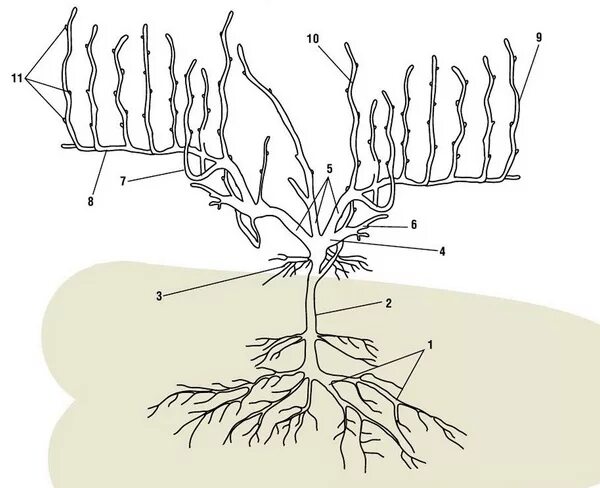 Корневая система винограда. Корневая система винограда схема. Корневая система виноградной лозы. Корневая система винограда глубина.