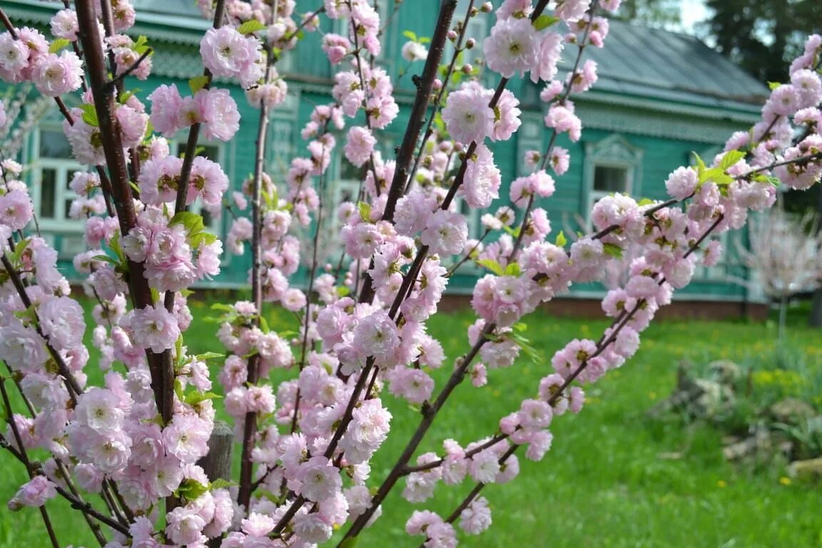 Сакура усть-илимск суши меню. Кафе «сакура» в чистополе. Роллы медведовская сакура. Барракуда чистополь. Сакура в самаре.