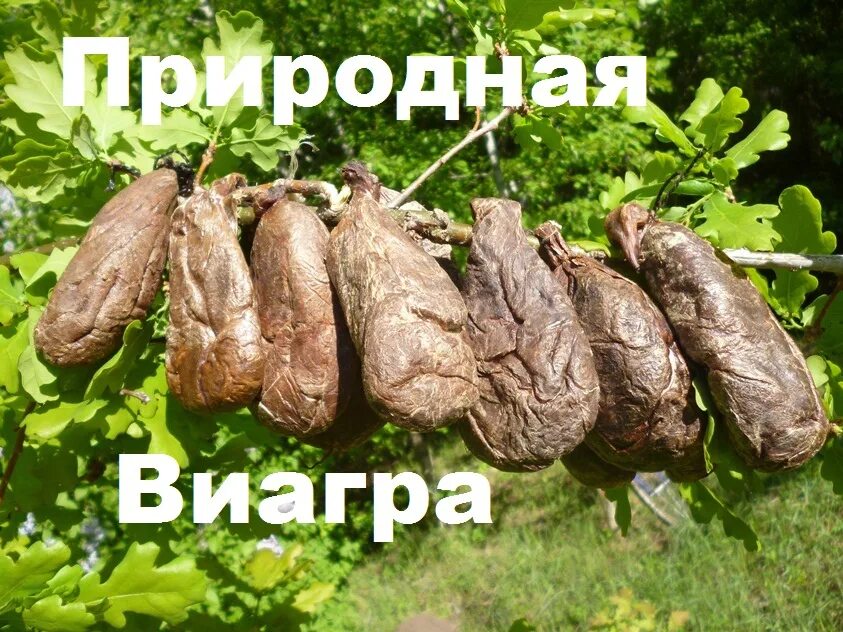 Барсучья струя. Барсучья струя