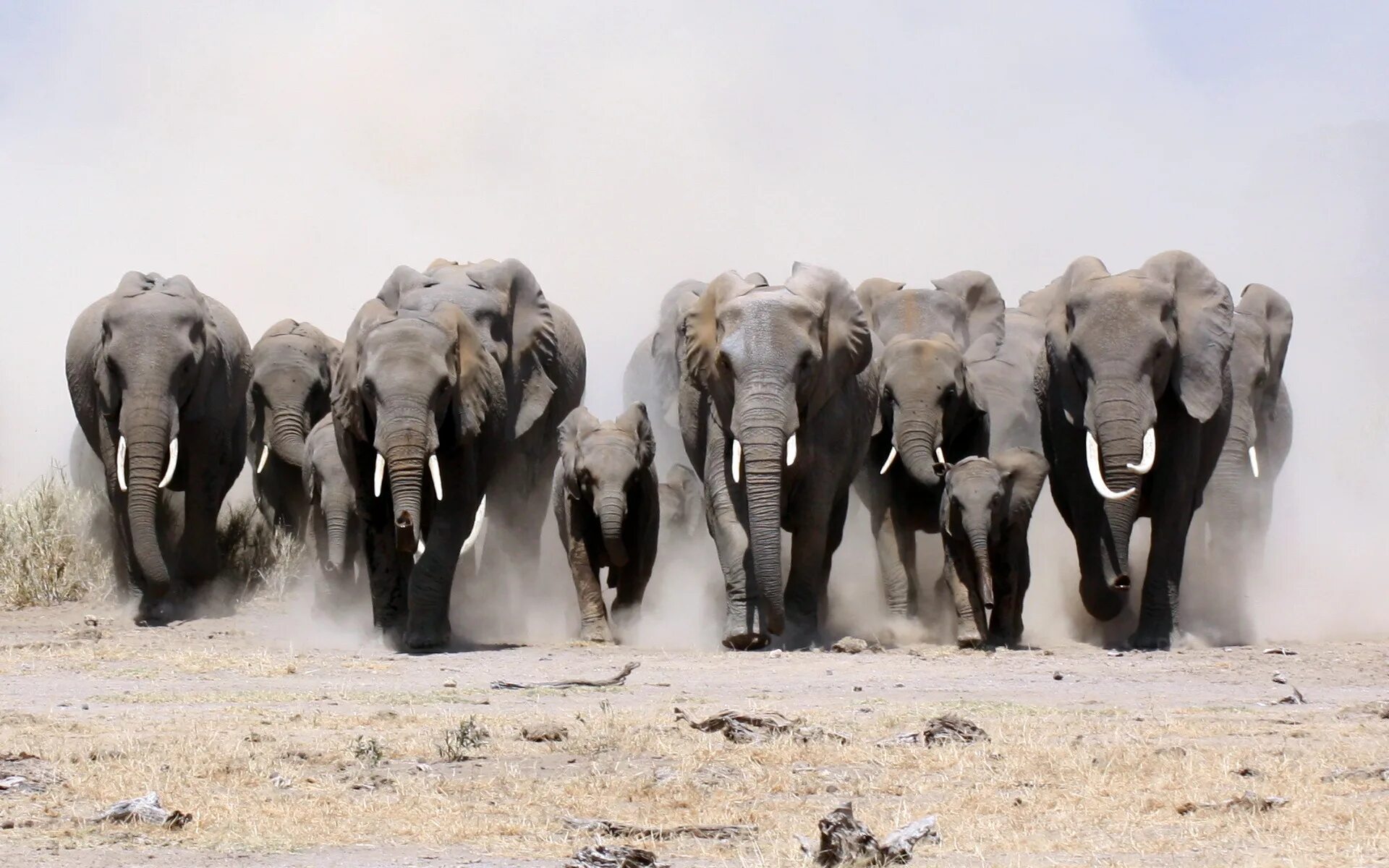 Стадо слонов. Стая слонов. Стадо животных. Табун слонов. Elephants are big cats