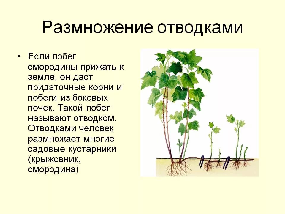 Размножение 2 способами людей. Вегетативное размножение смородины. Вегетативное размножение крыжовника отводками. Вегетативное размножение отводки смородина. Размножение дуговыми отводками.