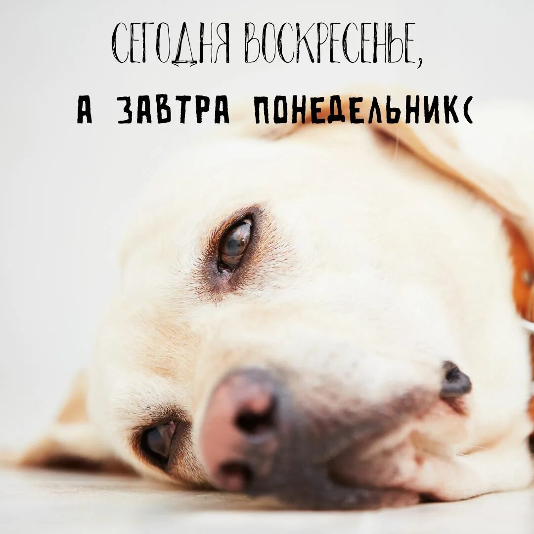 Статус про воскресенье. Воскресенье передай понедельнику пусть не приходит. Воскресенье завтра понедельник. Мем воскресенье про воскресенье. Говорят воскресенье сегодня.