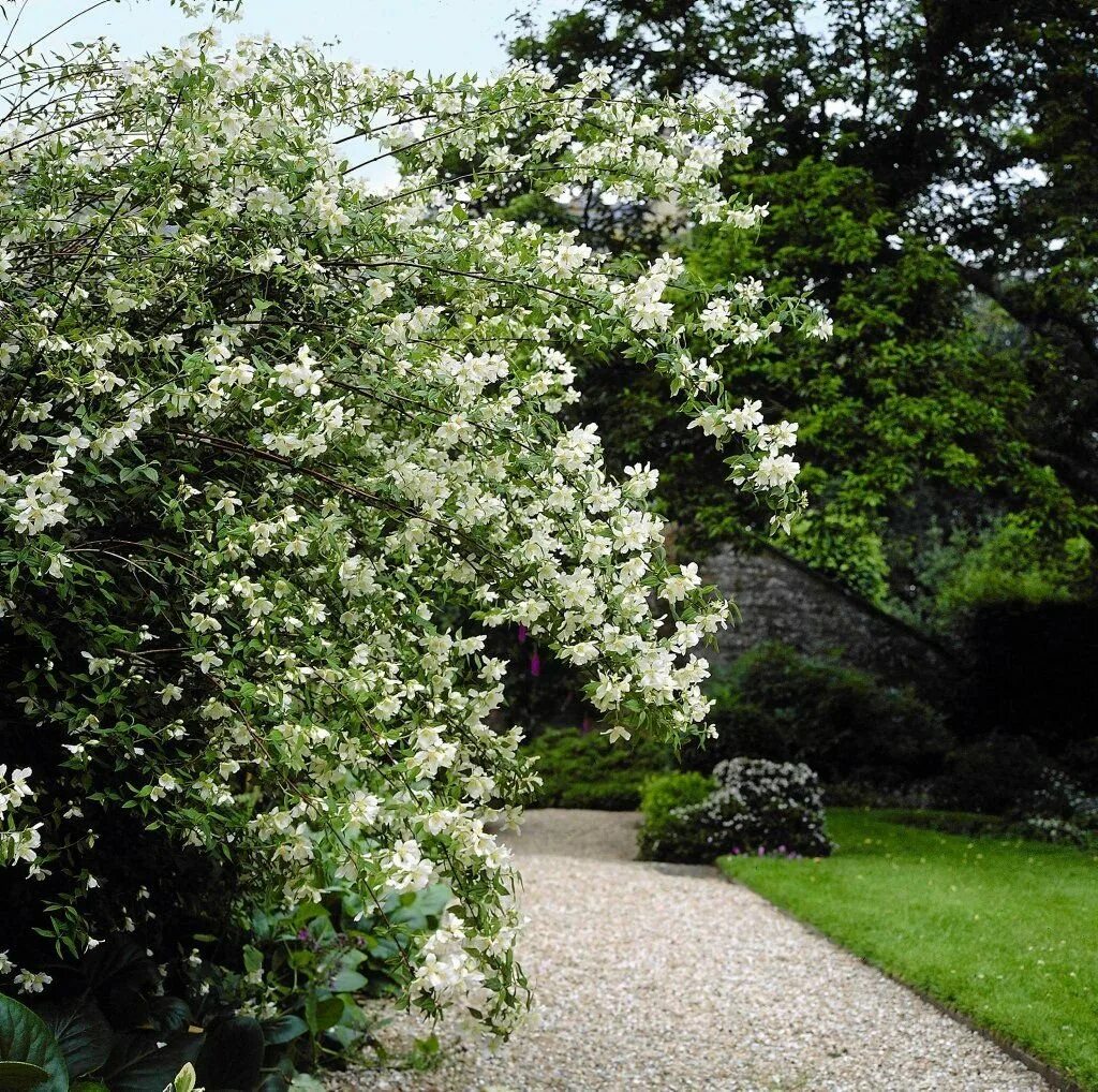 Чубушник посадка и уход. Philadelphus 'lemoinei'.