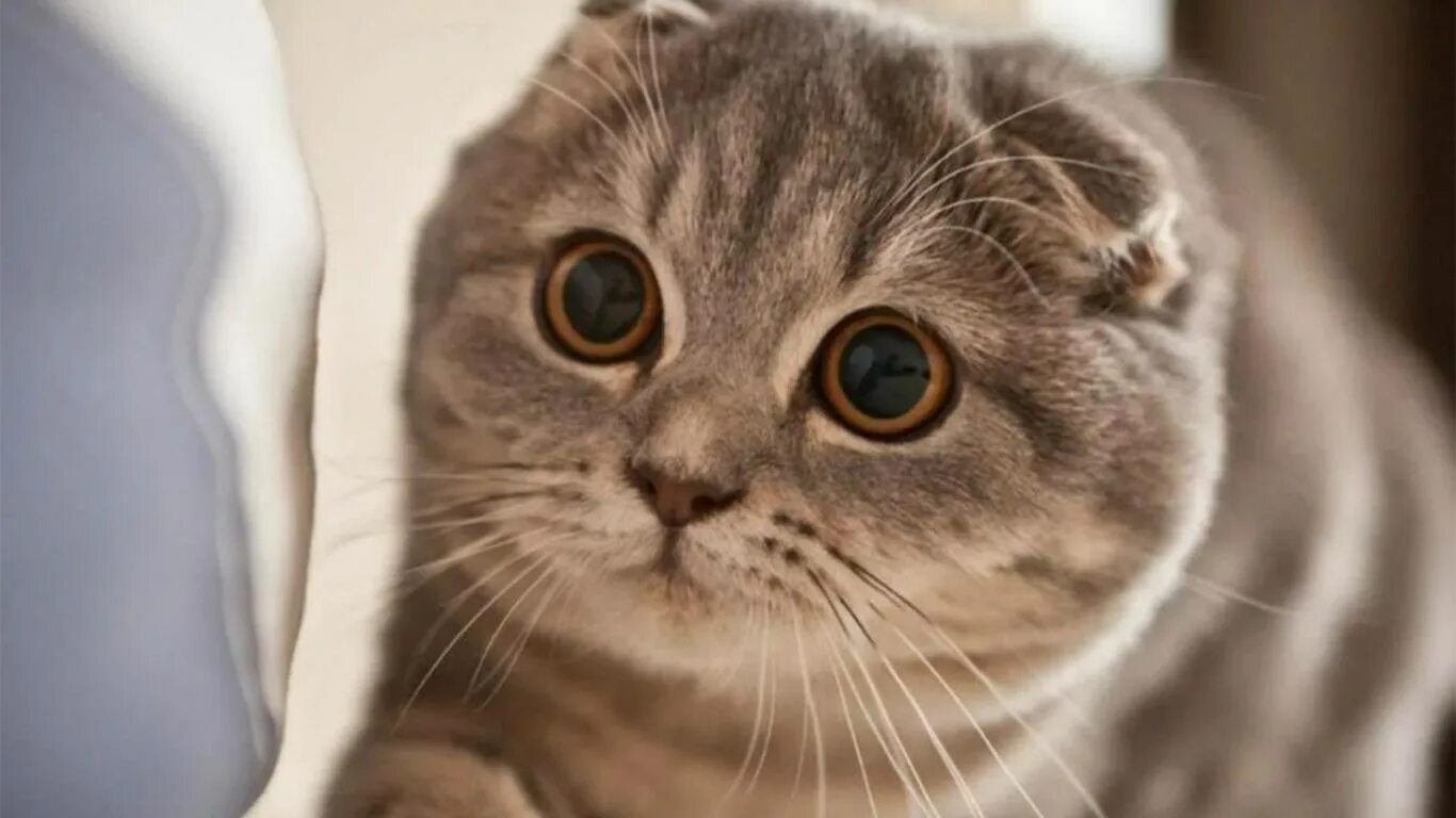 Шотландская вислоухая кошка рыжая. Британская вислоухая кошка. Шотландская вислоухая кошка. Порода кошек скоттиш фолд. Скоттиш-фолд шотландская вислоухая котята.