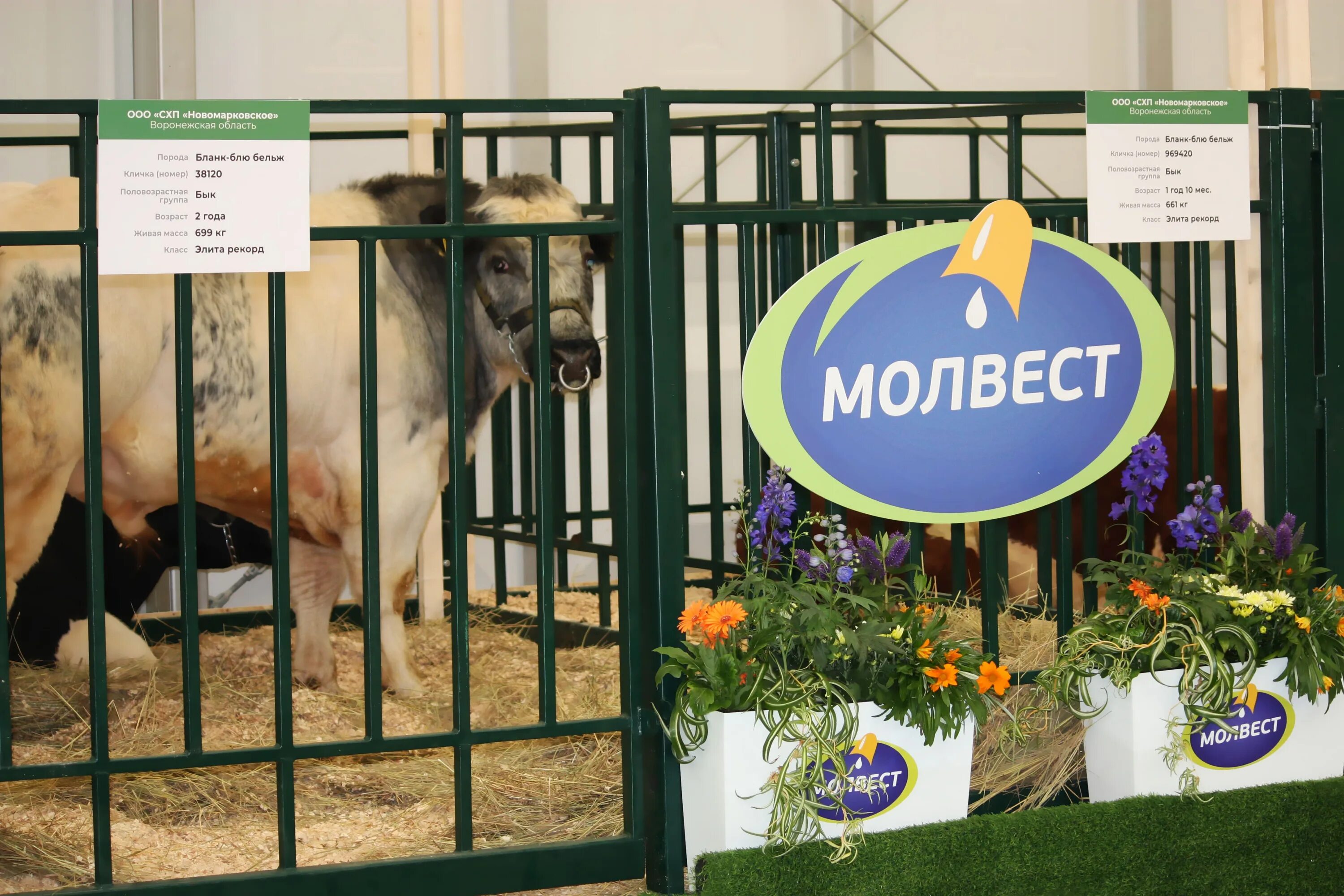 Сайт молвест воронеж. СХП Новомарковское. Новомарковка Молвест. ООО Молвест. СХП Новомарковское Воронежская область.