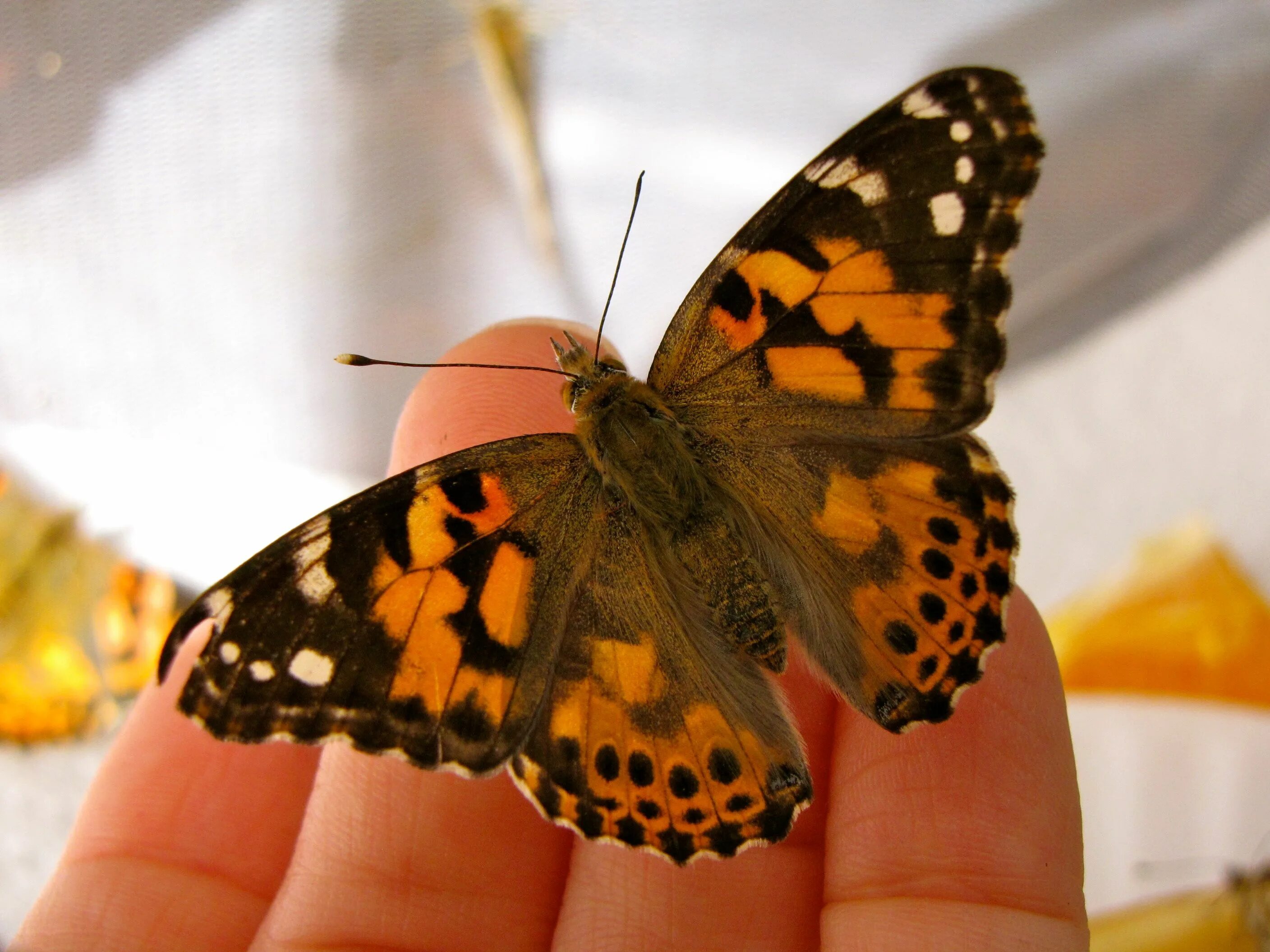 Бабочки живут всего. Бабочка красный мормон. Живые бабочки. Бабочка коричневая с оранжевыми. Бабочки которые.