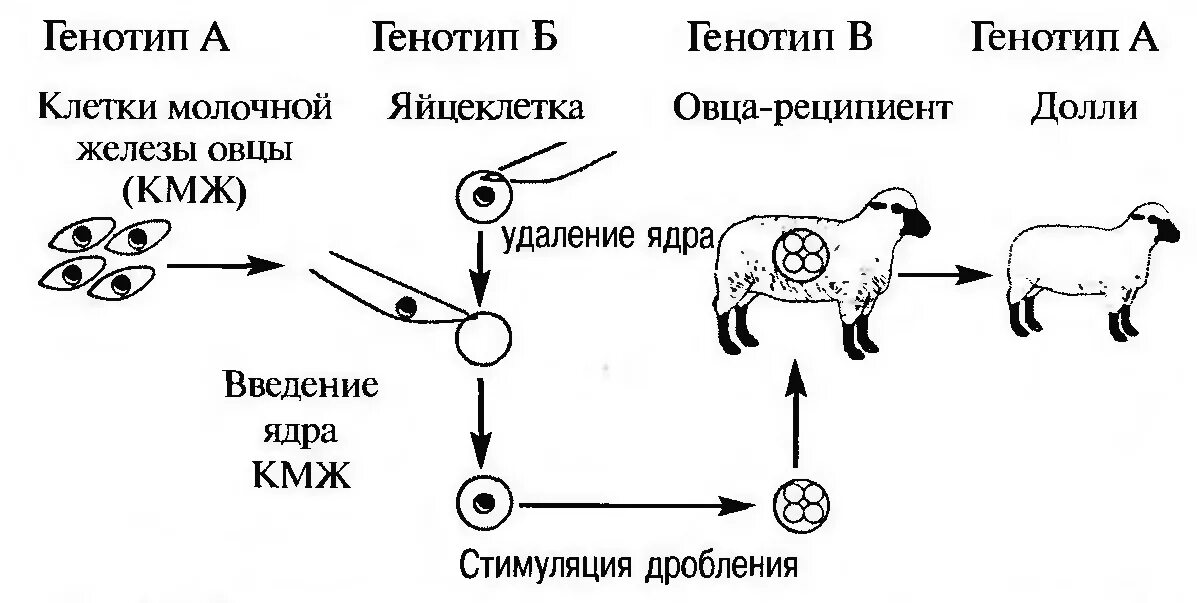 Метод пересадки ядер. Схема генетического клонирования овцы Долли. Овечка Долли схема клонирования. Клонирование Долли схема. Овечка Долли клонирование.