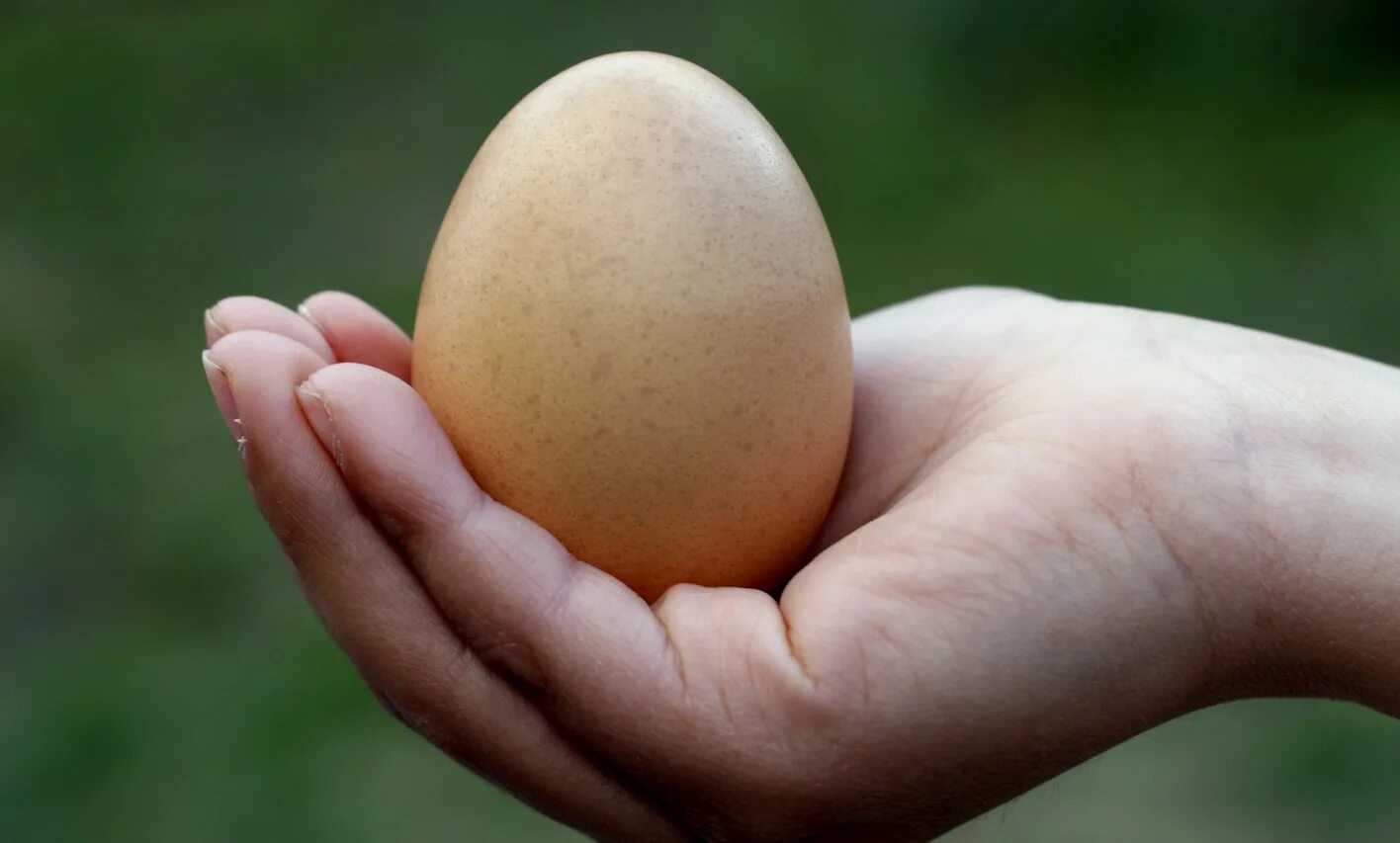 Яйца птиц. Карточки по английскому яйцо. Tsch. Пасхальные задания для детей. Яйцо в руке фото.