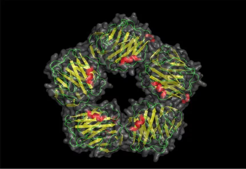 Белка реакт. Reactive Protein. C-реактивный белок. С реактивный белок строение. СРБ структура.