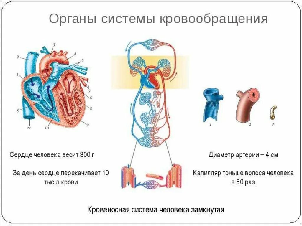 Система органов 8 класс тест. Схема строения кровеносной системы человека биология 8 класс. Кровеносная система организма 3 класс. Система органов кровообращения человека 4 класс. Органы кровообращения 8 класс биология.