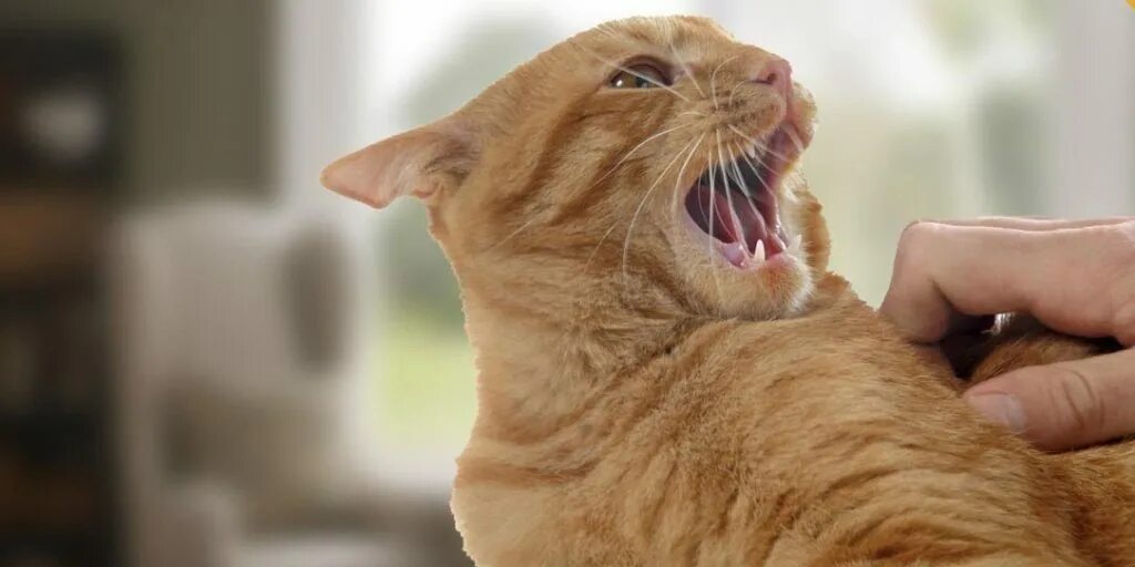 Гладить кота против шерсти. Агрессивный кот. гладить кошку против шерсти. агрессивно гладит кота. кот кусается.