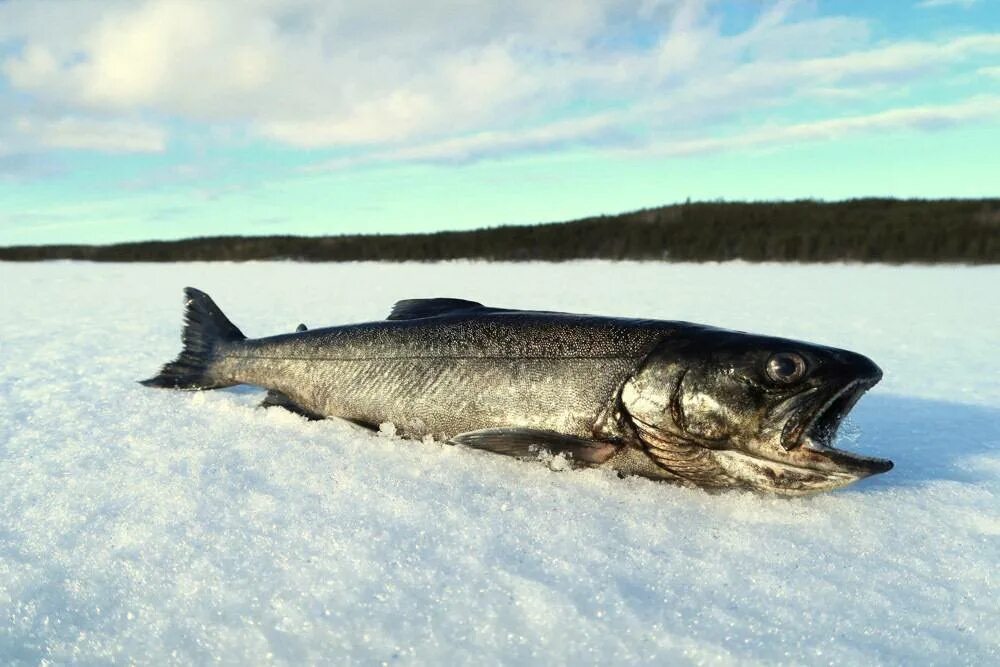 Рыбаки на севере. Зимняя рыбалка на севере. Зимняя рыбалка в якутии на налима. Рыбалка на севере зимой видео. Рыбалка на севере зимой видео.