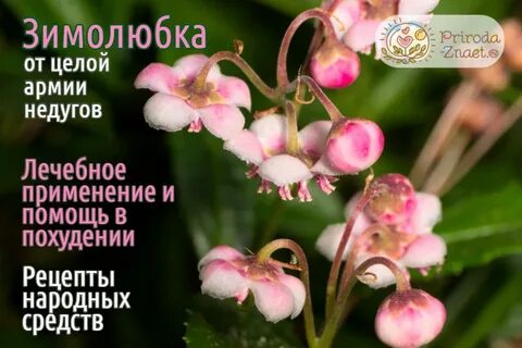 Зимолюбка сибирское