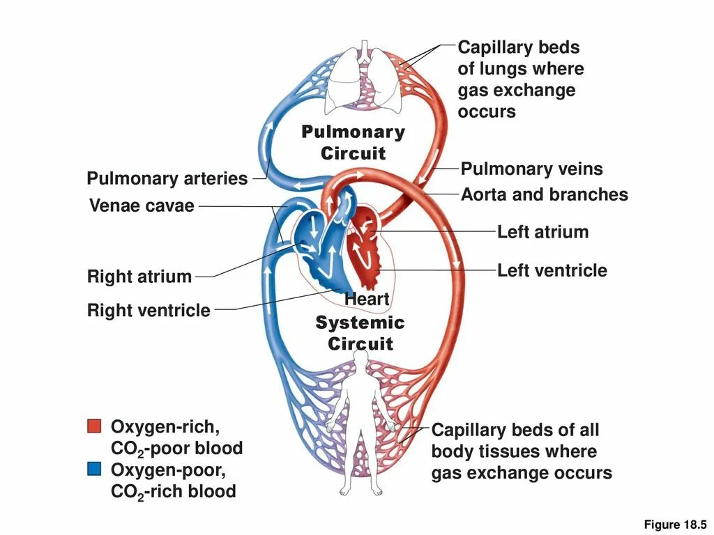 Cardiovascular system. Pulmonary Gas Exchange. Lungs and a Pulmonary System. Capillary Beds. Pulmonary and systemic circulation.