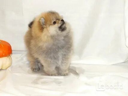 Щенки шпица без документов