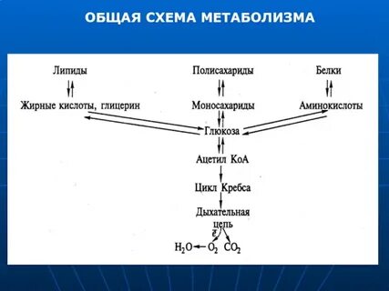 Общая схема обмена веществ