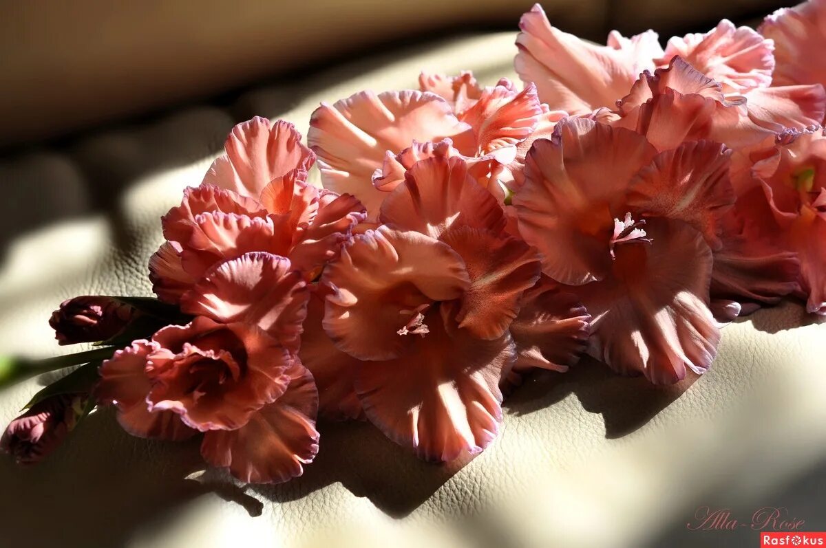 песня в твоей руке гладиолусы. открытка с цветами гладиолусами. шпажник красный. песня в твоей руке гладиолусы. гладиолусы.