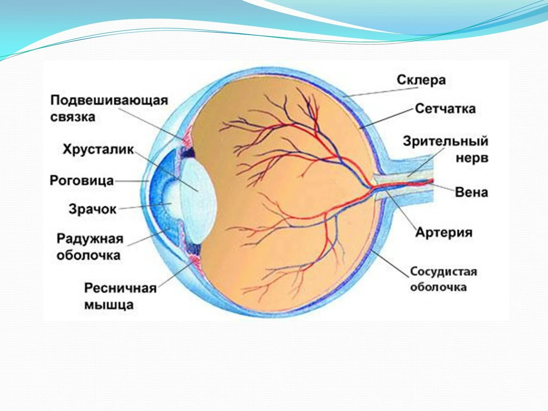 Изучить строение глазного яблока. Схема внутреннего строения глаза. Внутрение строение глаз. Внутреннее строение глаза рисунок. Строение глаза человека анатомия.