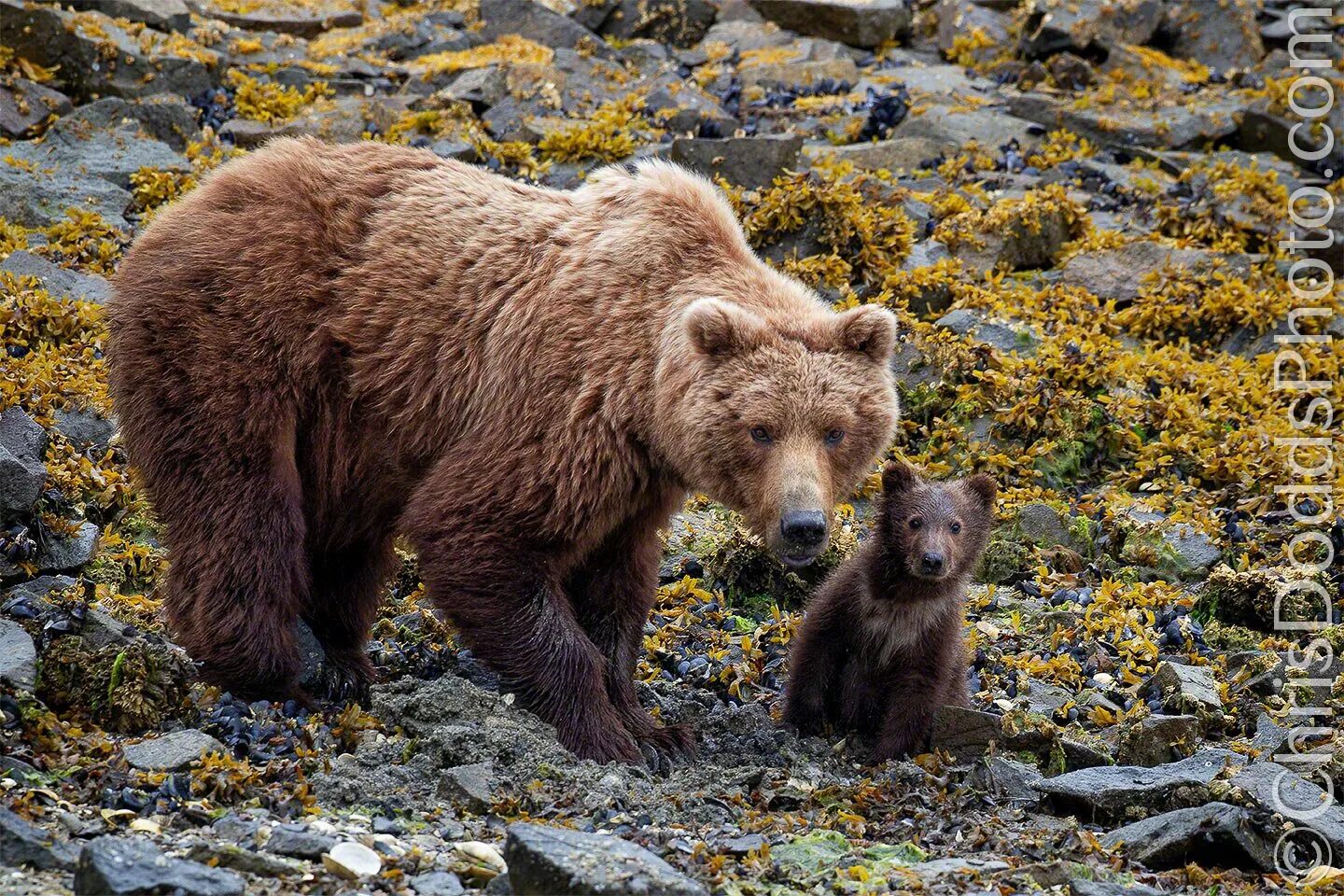 Бурый медведь Забайкалья. Северная Америка медведь Гризли. Бурый медведь в Северной Америке. Бурый медведь Мурманской области.