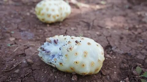 Great fruit