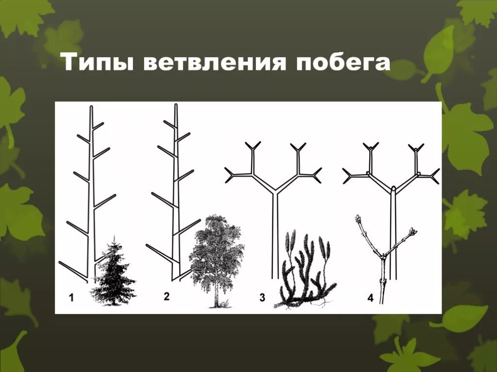 Симподиальное ветвление побега. Мутовчатое ветвление стебля. Моноподиальное и симподиальное ветвление. Мутовчатое ветвление побега.