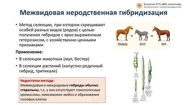 5 межвидовых гибридов. Биология гибридизация метод селекции. Методы селекции животных решение генетических задач. Селекция растений гибридизация межвидовая межродовая. Лошадь Пржевальского результат межвидовой гибридизации.