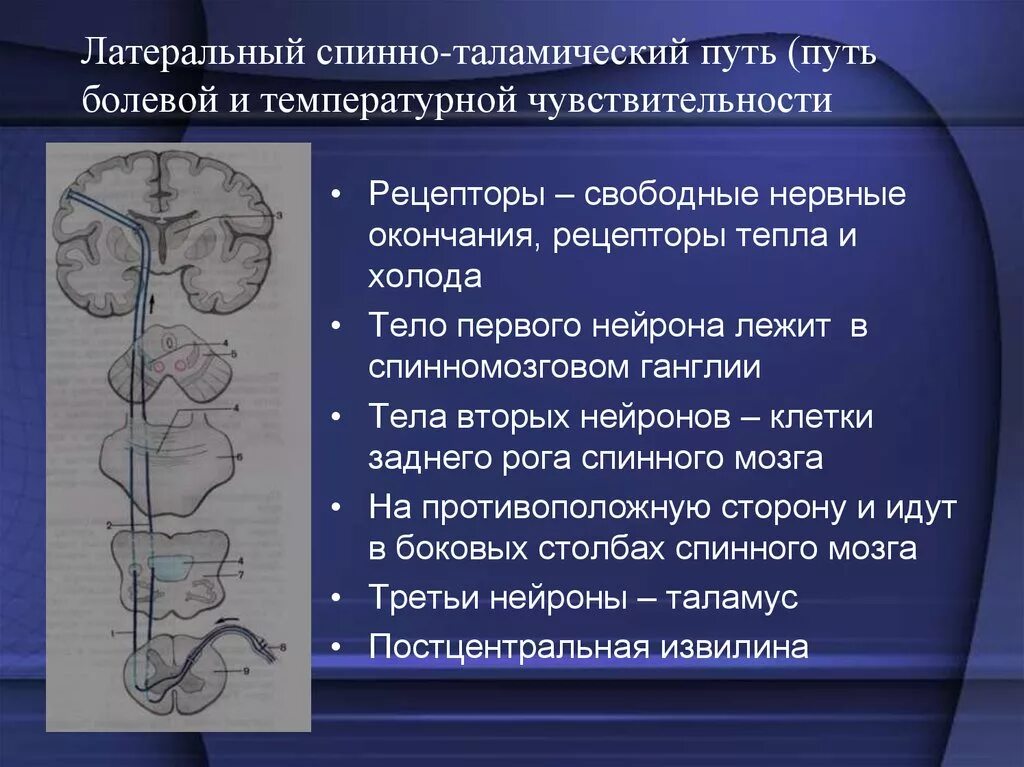 Спинно таламический. Латеральный спинно-таламический путь. Проводящие пути импульсов болевой и температурной чувствительности. Температурная чувствительность анализатор. Спинно таламический путь неврология.