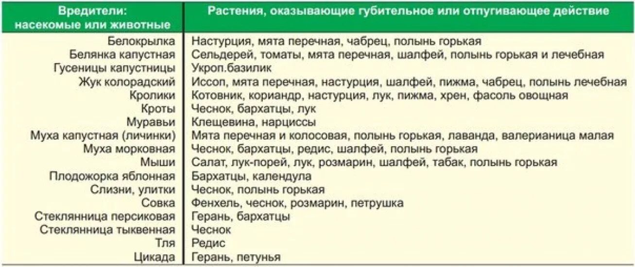 Что посадить после фасоли на следующий год