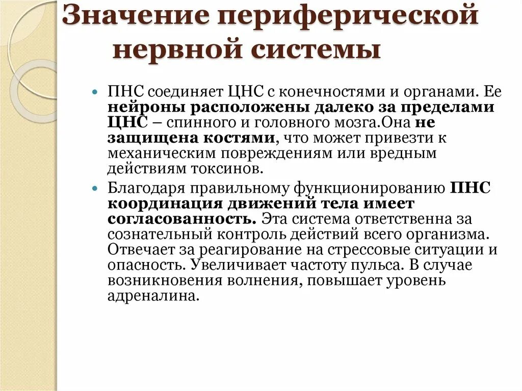 Периферический нерв функции. Периферическая нервная система. Значение периферической нервной системы. Значениепереферической нервной системы. Характеристика периферической нервной системы.