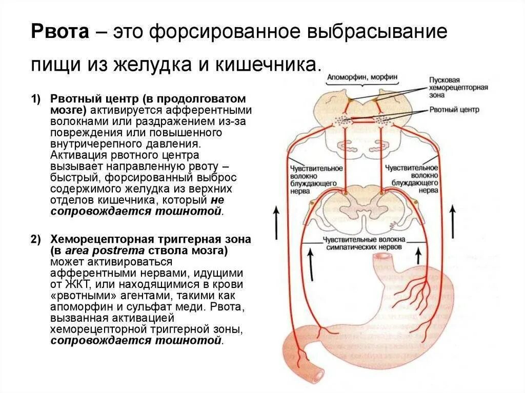 Тошнит по утрам желудок. Схема рвотного рефлекса. Рвотный рефлекс физиология. Механизм рвоты. Физиологические механизмы рвоты.