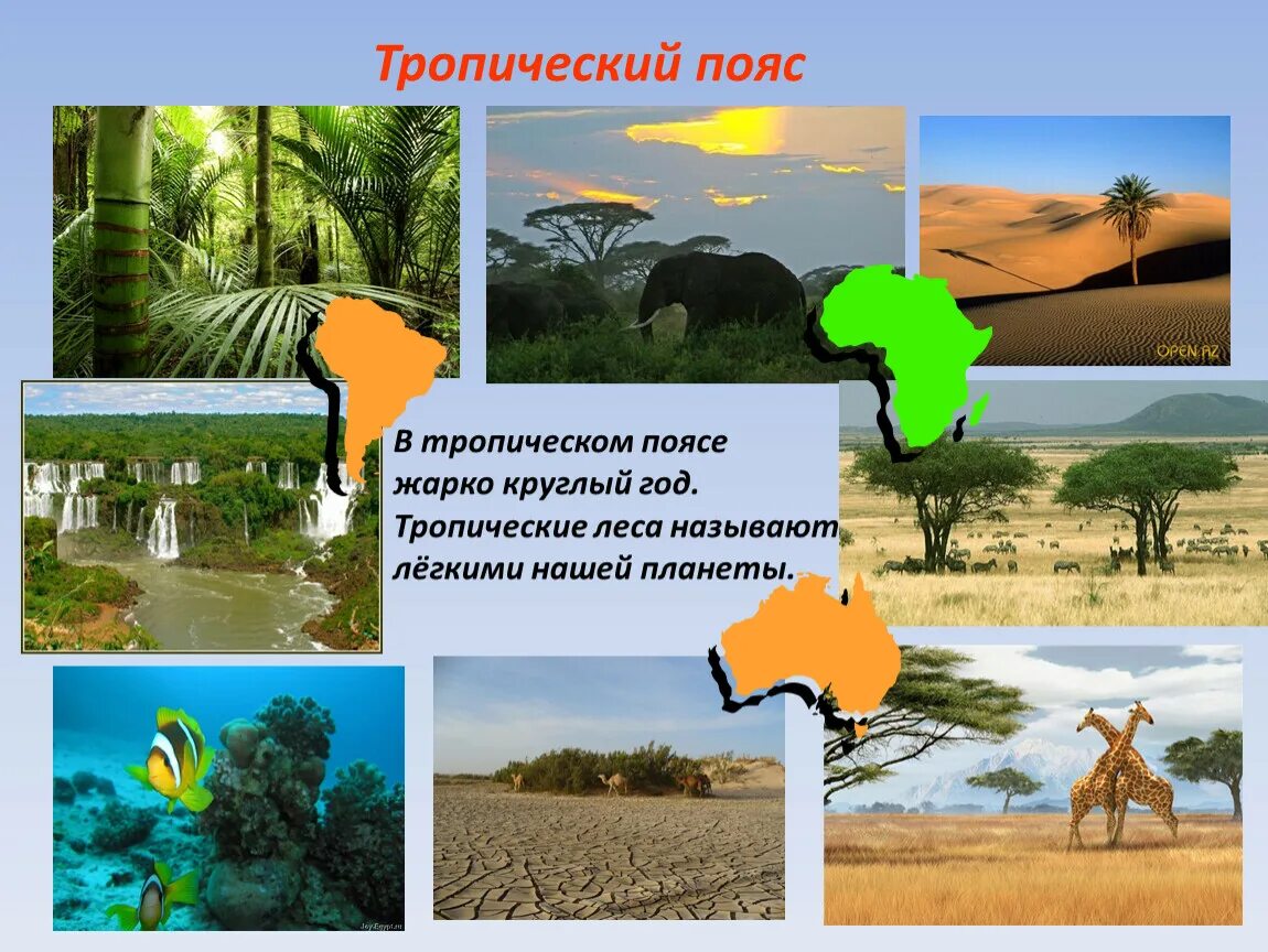 Тропический пояс. Растения тропического пояса. Жизнь в тропическом поясе. Природа животные и растения тропического пояса.