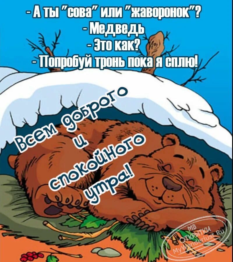 Просыпается в берлоге. Медведь в берлоге прикол. мишка в берлоге смешное. спящий медведь.