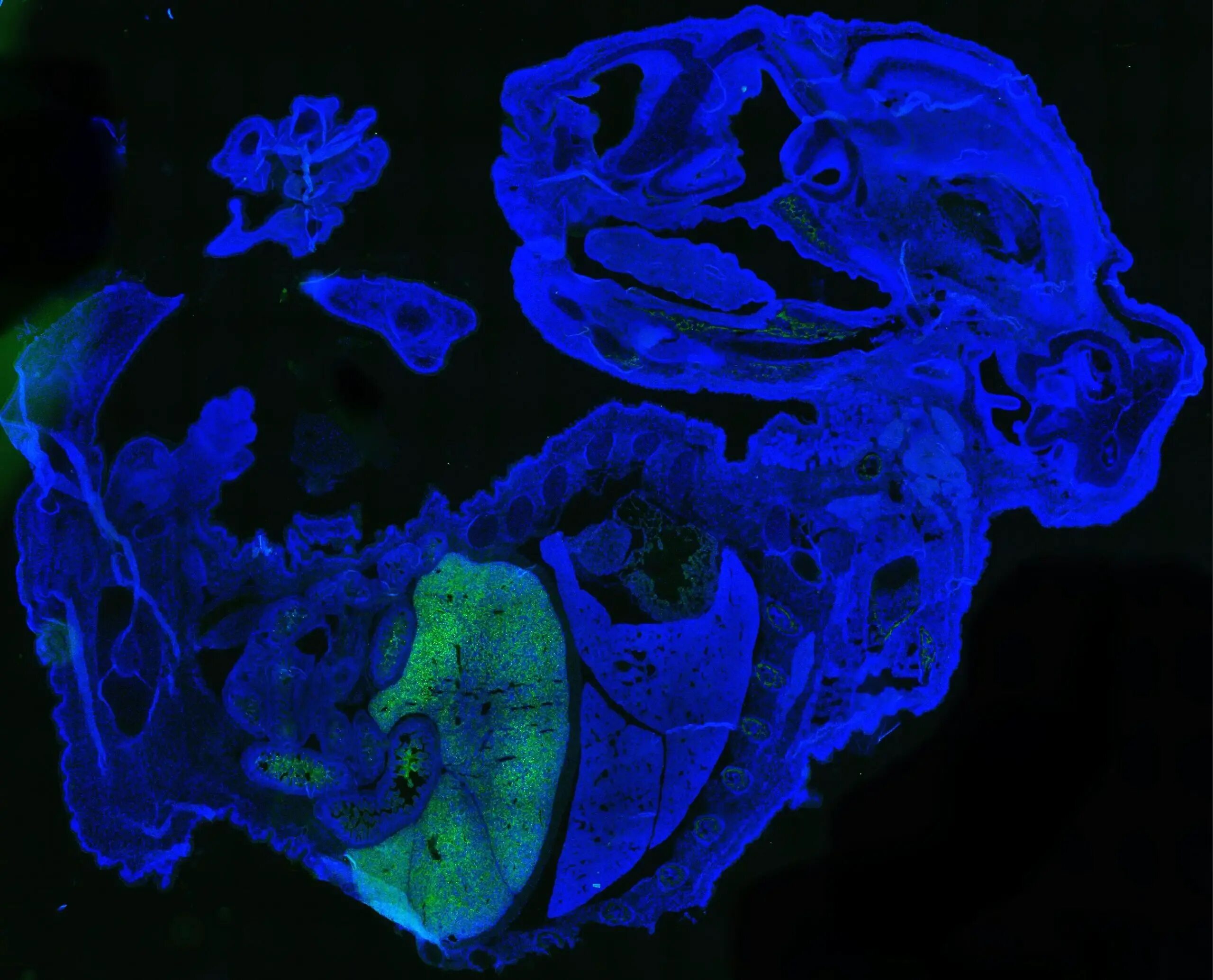 Mice cells. Химера человека эмбрион. Химеризм иммунология.