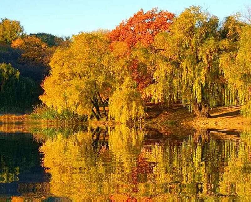 Листья желтые в пруду. Желтый клен глядится в озеро. Золотая осень. Осенний пейзаж.