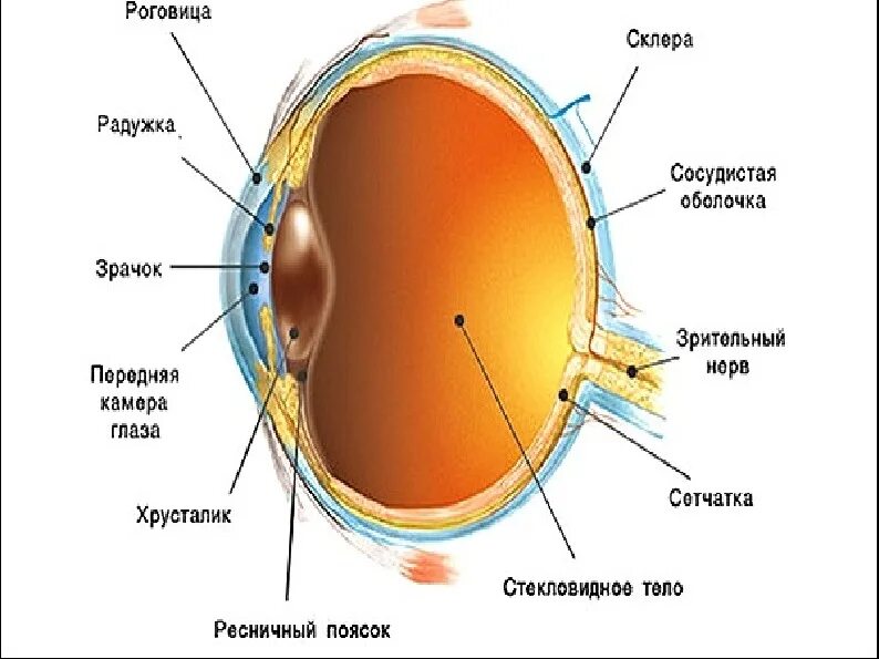 Где в органе зрения находится желтое. Строение глаза анатомия 8 класс. Строение органа зрения человека анатомия. Строение человеческого глаза. Строение глазного яблока человека.