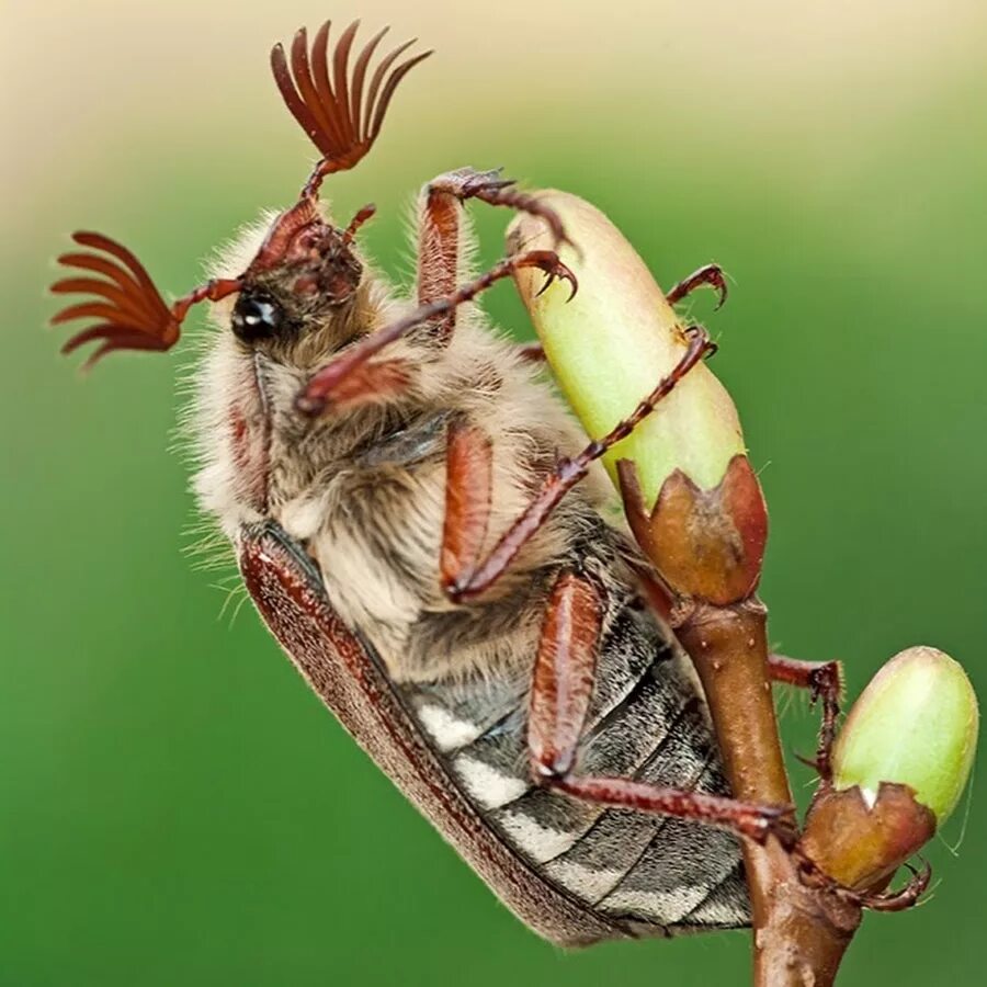 May bug
