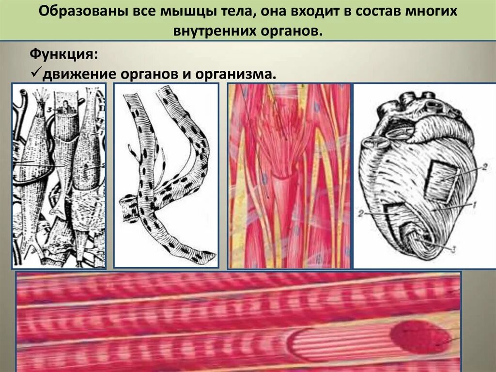 Клетки образуют ткани. Ткани пищеварительной системы. Мышечная ткань может сокращается. Ткани трубчатых органов. Ткани органы системы органов животных