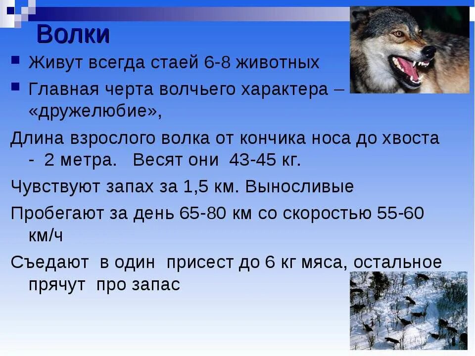 Длина волка. Волки всегда живут в стае. Нюх волка. Волчья стая интересные факты.