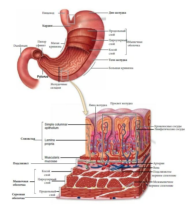 Строение слизистой желудка. Строение слизистой оболочки желудка. Образования на слизистой желудка. Восстановление слизистой желудка и кишечника