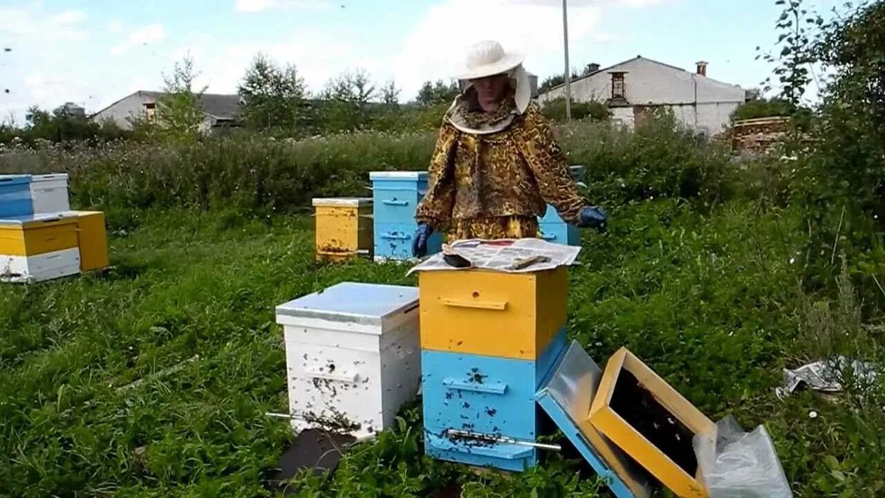 Две пчелы вылетели из ульев. Калинка ульи для пчёл. пчеловод камаз 5320. пчелы в улье. лучшие улья для пасеки.