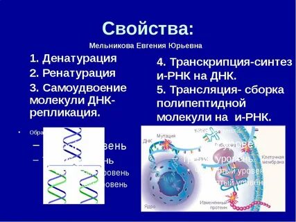 Денатурация днк