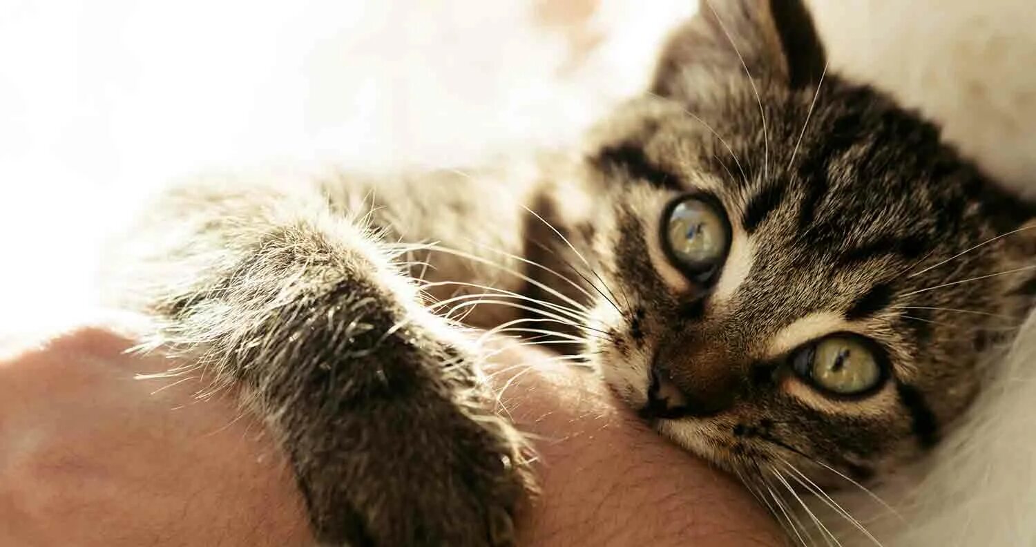 Cat bite