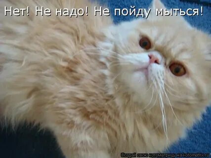 Пошли мыться