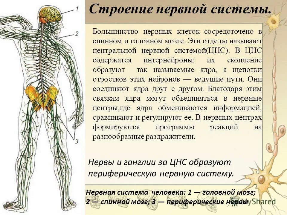 Функции центральной и периферической. Органы нервной системы человека и их функции. Строение нервной системы человека кратко. Нервная система человека анатомия. Нервная система человека стро.